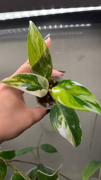 plant/*RARE* White Princess Aurea Variegated-1-thumbnail