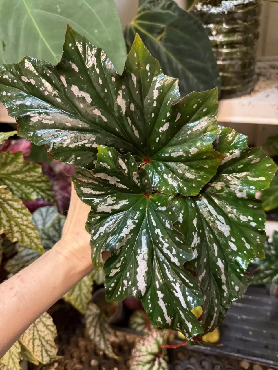 plant/Begonia Angel Wing?? *Rooted in moss-1