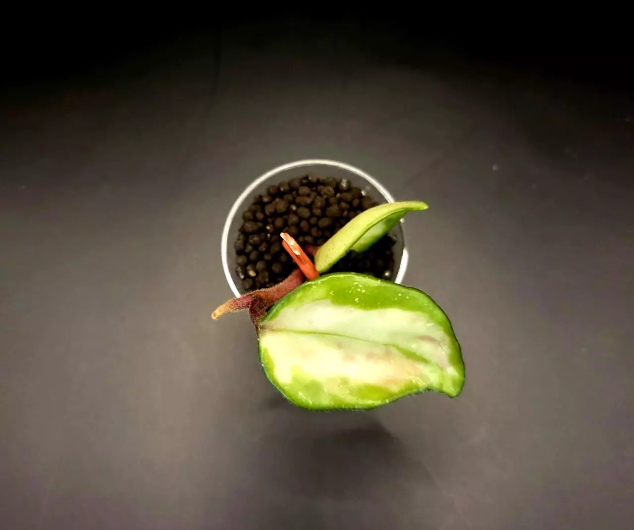 plant/Hoya Brazil Cutting-0