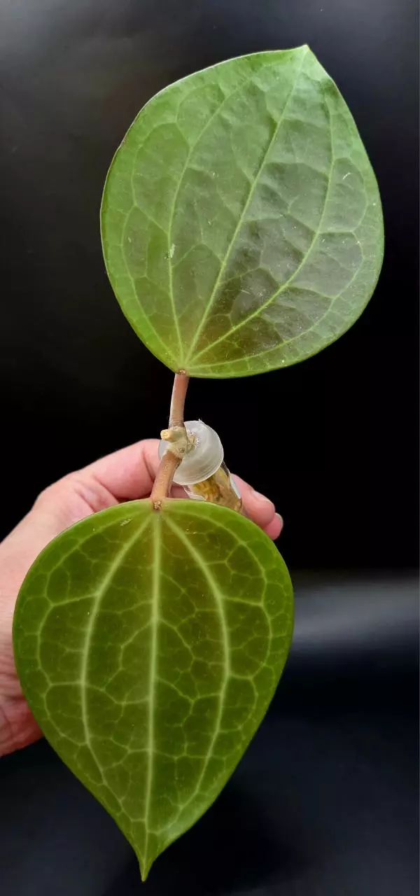 plant/Hoya Macrophylla Red Borneo Cutting-2