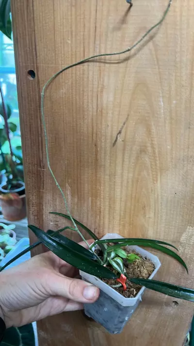 plant/Hoya Sheperdii green string bean rooted starter plant GC-2-thumbnail