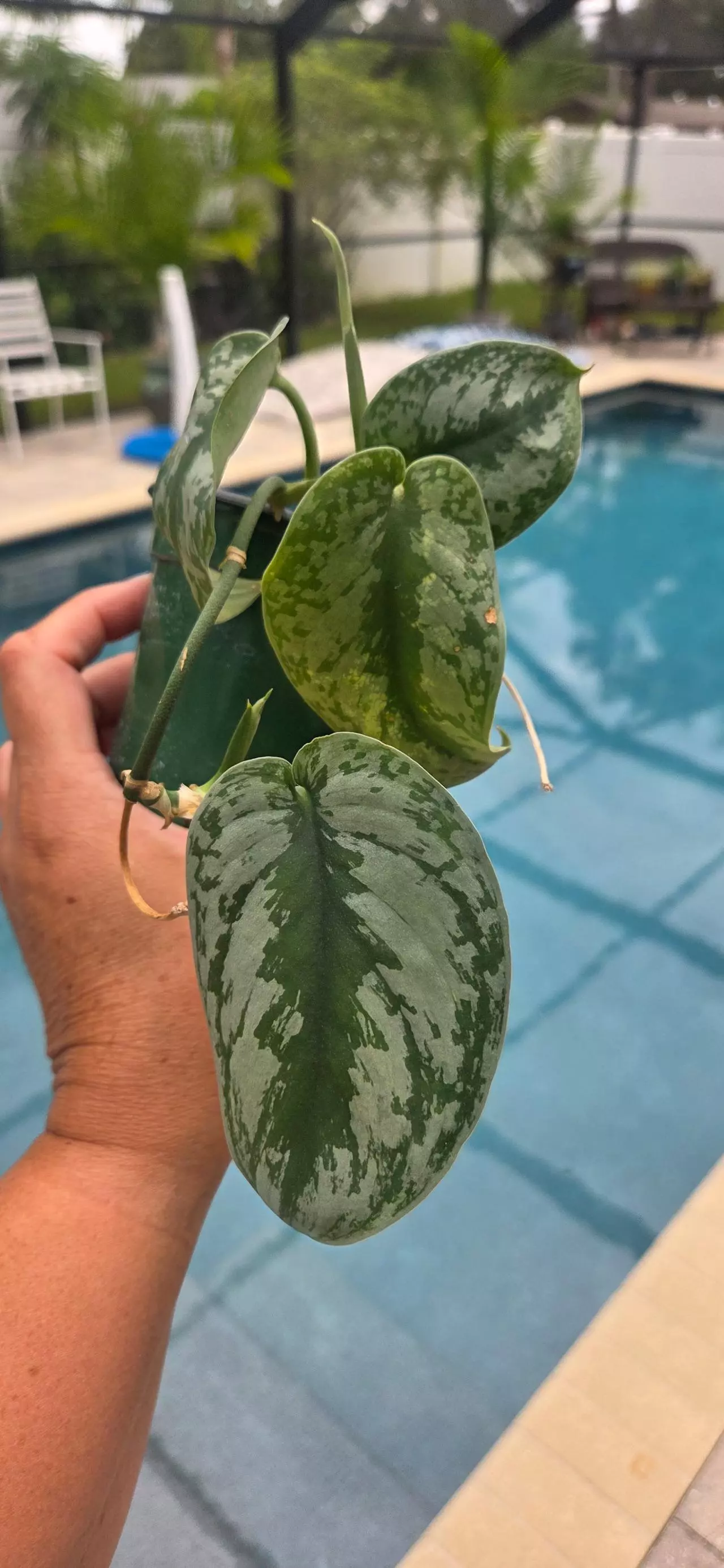 plant/Scindapsus "Silver Satin Pothos"-0