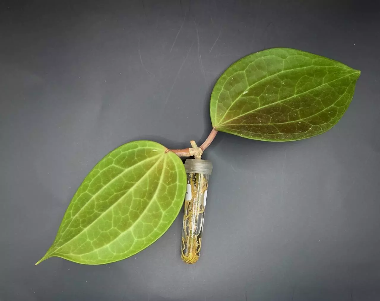 plant/Hoya Macrophylla Red Borneo Cutting-0