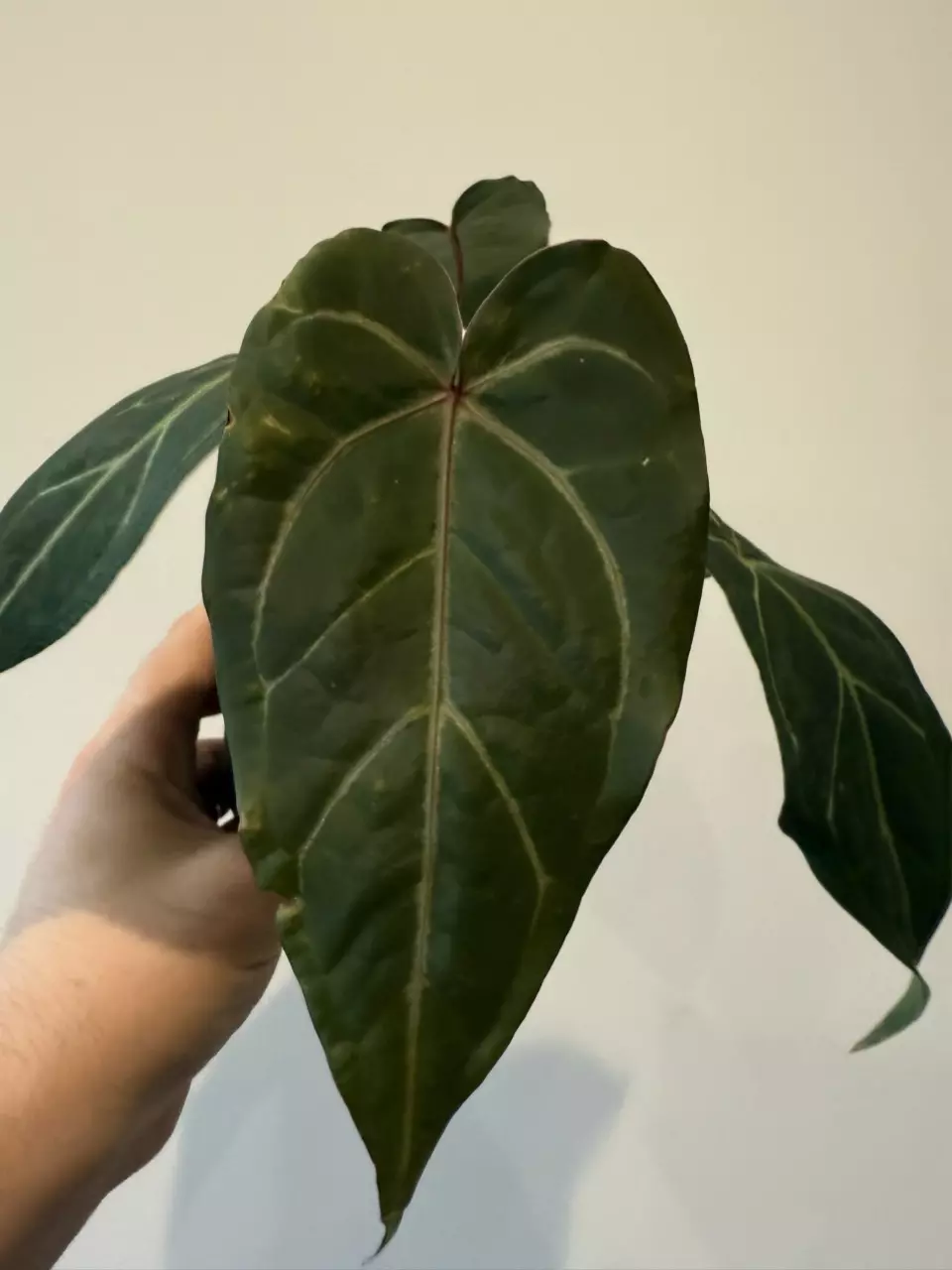 plant/Anthurium cinnamon Swirl x Red Crystal-0