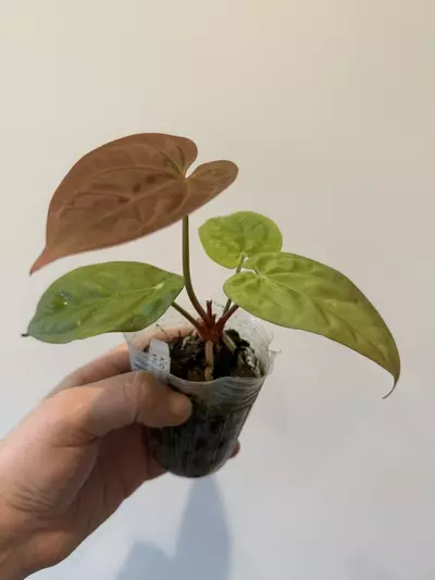 plant/Anthurium Chocolate Crystal Wu1 x Luxurians-1-thumbnail