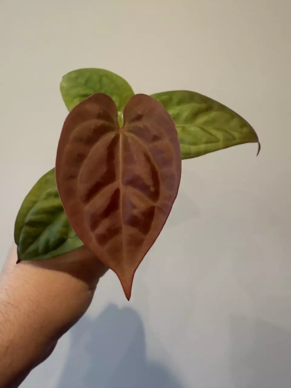 plant/Anthurium Chocolate Crystal Wu1 x Luxurians-0