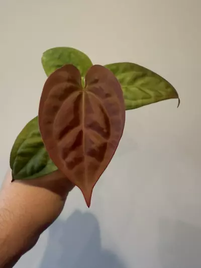plant/Anthurium Chocolate Crystal Wu1 x Luxurians-0-thumbnail