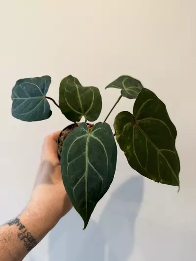 plant/Anthurium cinnamon Swirl x Red Crystal-1-thumbnail