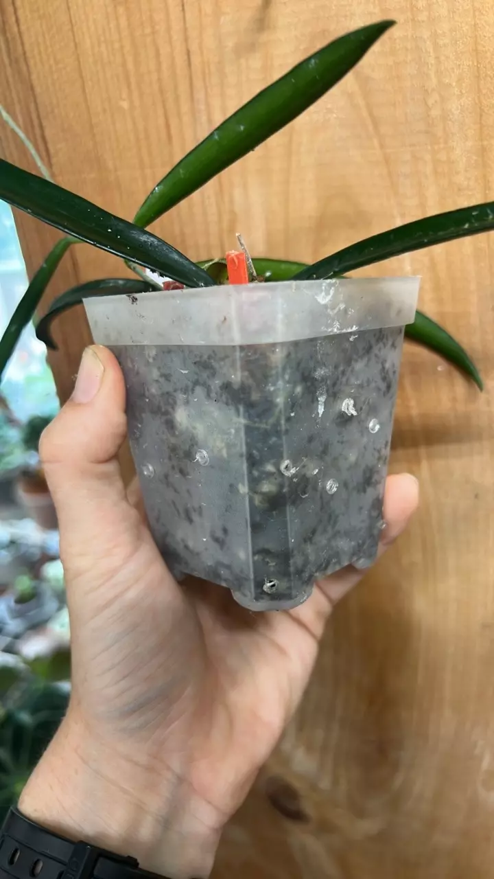 plant/Hoya Sheperdii green string bean rooted starter plant GC-1