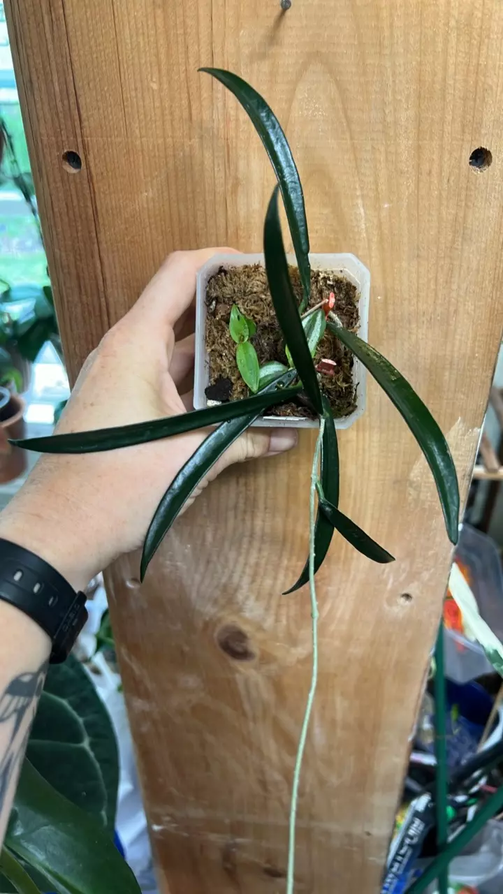 plant/Hoya Sheperdii green string bean rooted starter plant GC-0