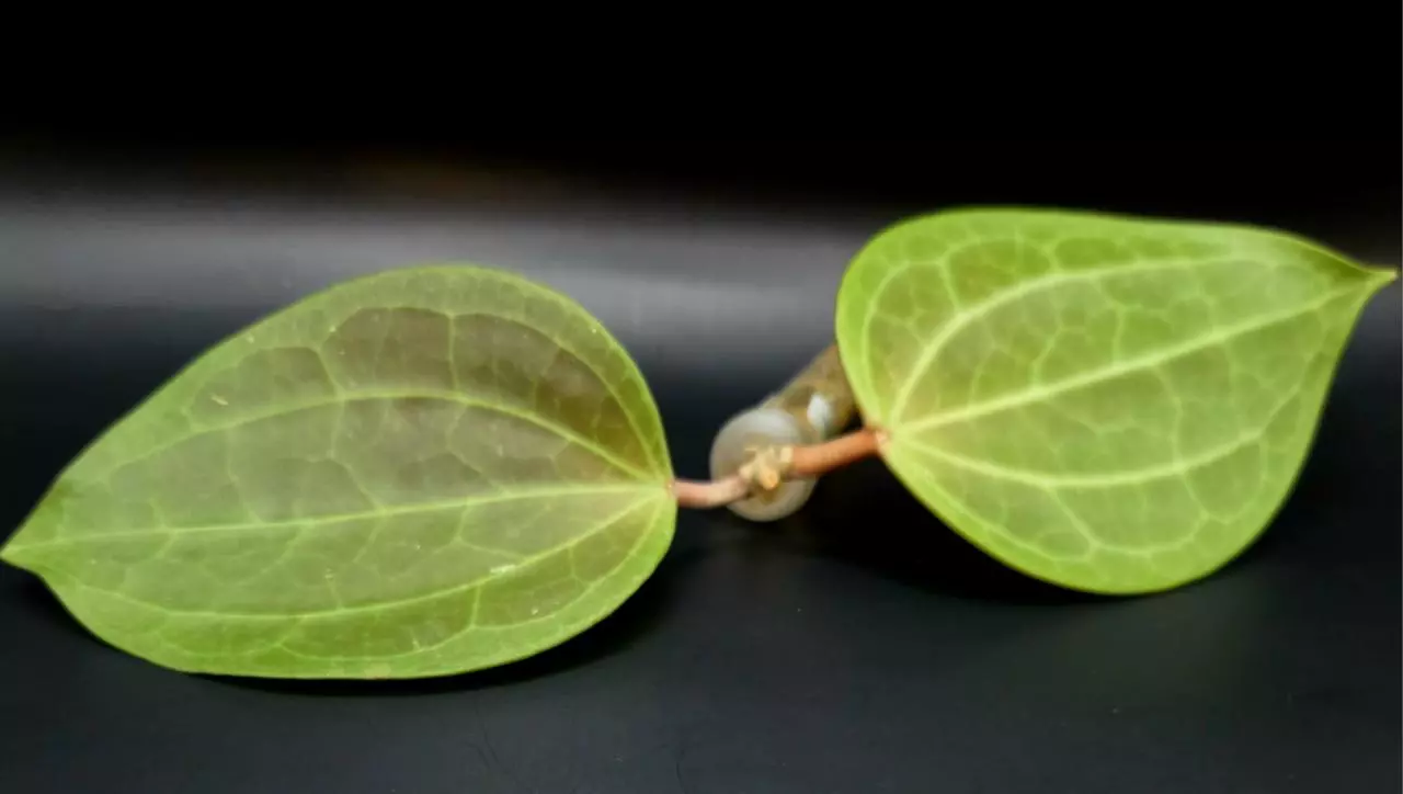 plant/Hoya Macrophylla Red Borneo Cutting-1