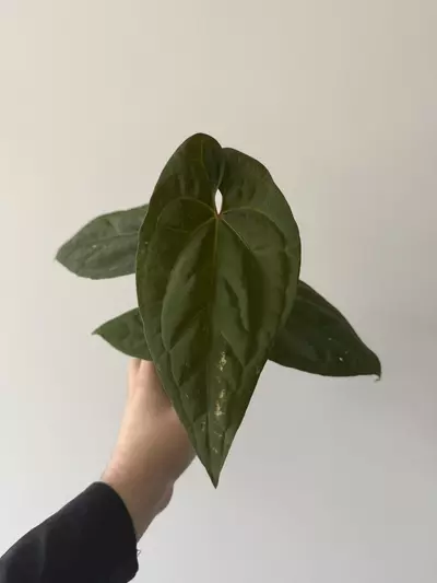 plant/Anthurium Besseae aff x Nigrolaminum-0-thumbnail