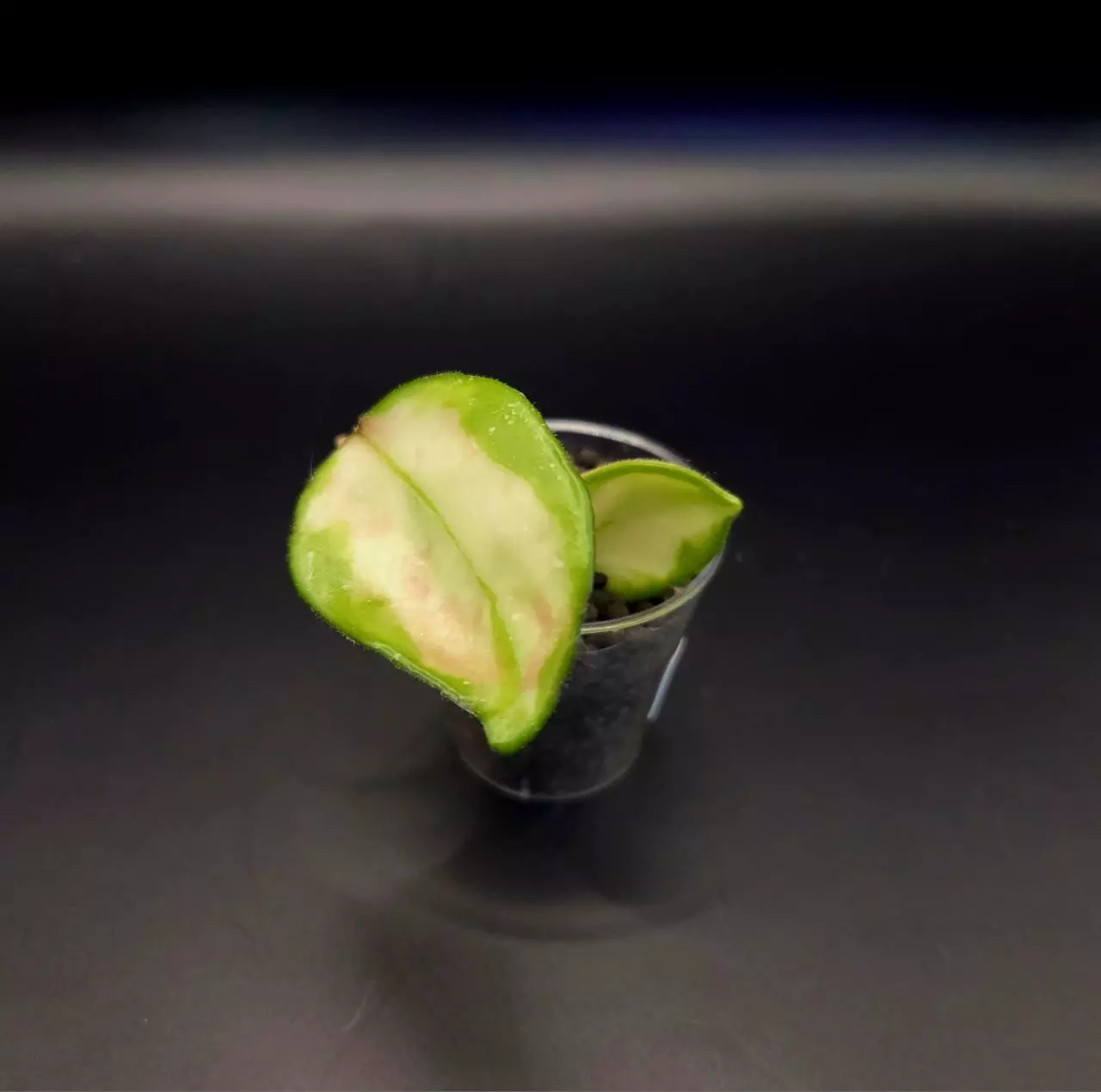 plant/Hoya Brazil Cutting-1