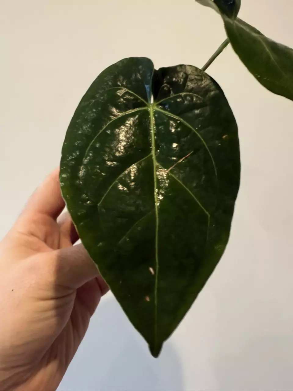 plant/Anthurium Ace of spades x Dressleri-0
