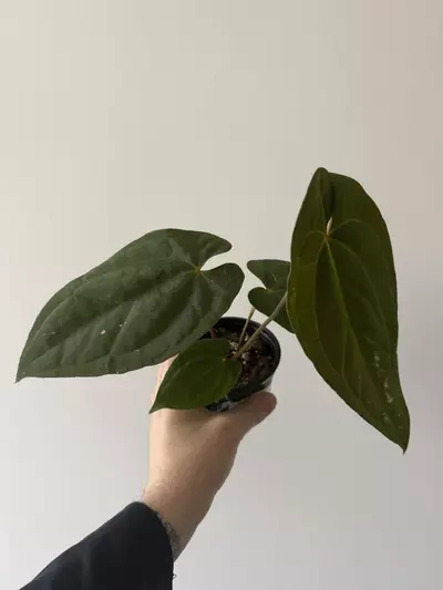 plant/Anthurium Besseae aff x Nigrolaminum-1-thumbnail