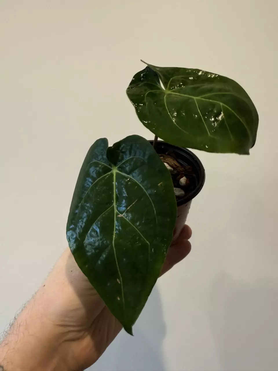 plant/Anthurium Ace of spades x Dressleri-1