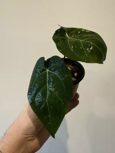 plant/Anthurium Ace of spades x Dressleri-1-thumbnail