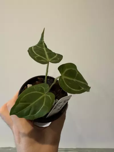 plant/Anthurium Doc Lineage x BWM-1-thumbnail