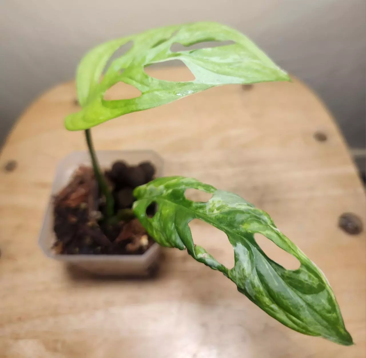 plant/#17 Monstera Adansonii Indonesian Mint-1