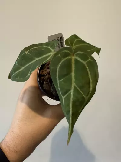 plant/Anthurium Doc Lineage x BWM-0-thumbnail