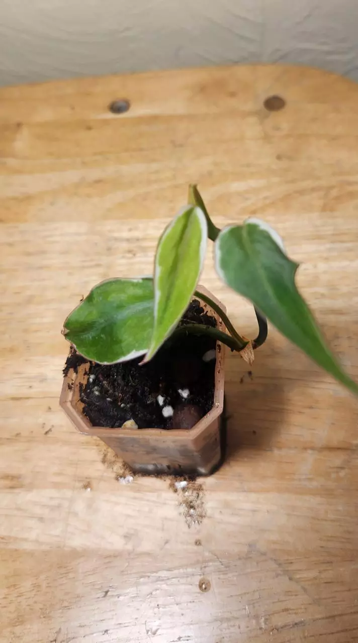 plant/#18 Philodendron Micans 'Velvet Halo'-1