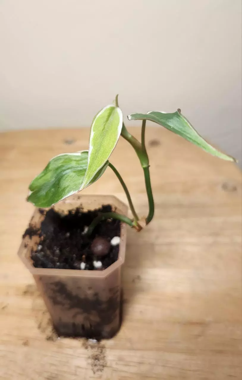 plant/#18 Philodendron Micans 'Velvet Halo'-2