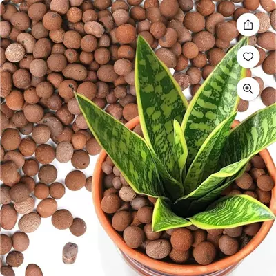 plant/Ship in Pot-0-thumbnail