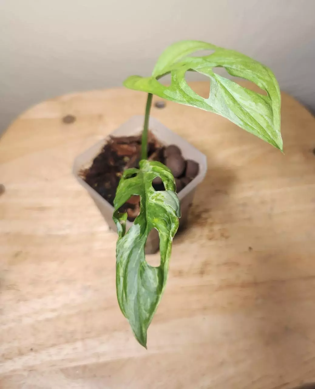 plant/#17 Monstera Adansonii Indonesian Mint-0