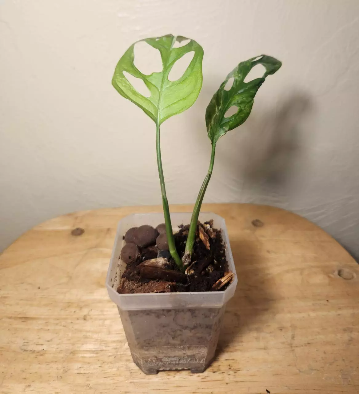 plant/#17 Monstera Adansonii Indonesian Mint-3