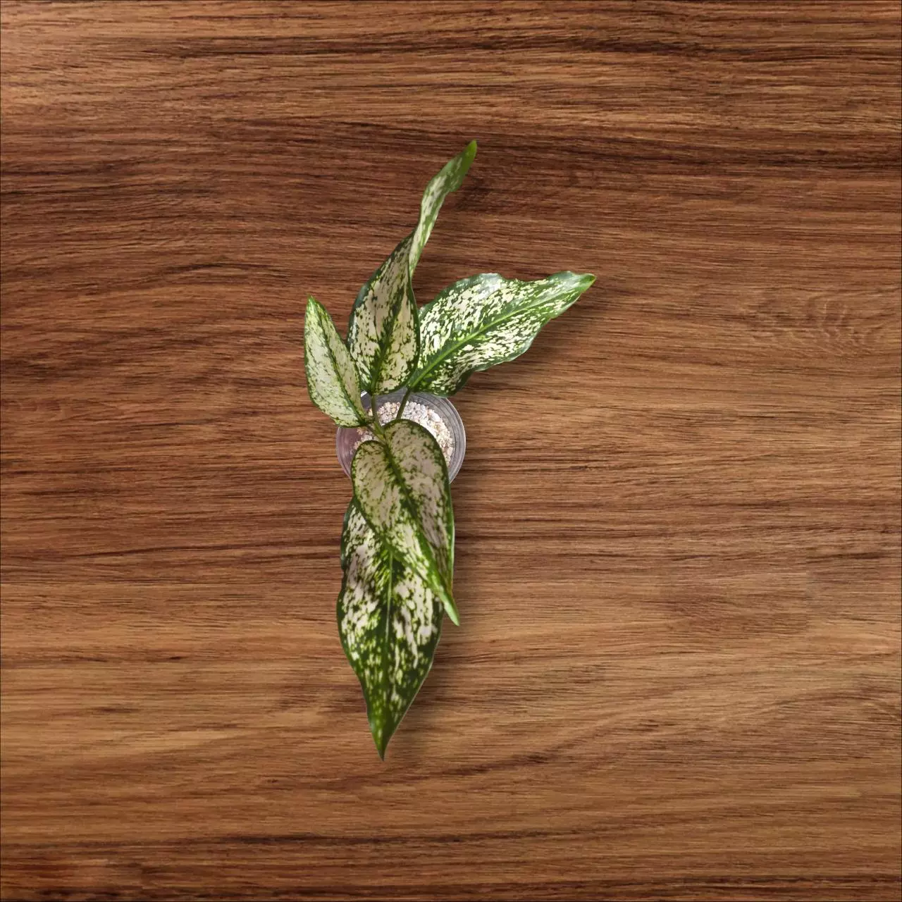 plant/Aglaonema Super White-1