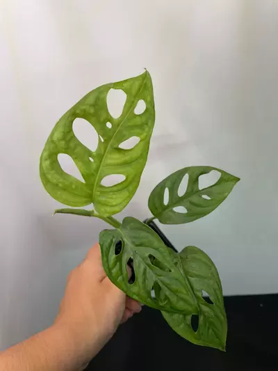 plant/Monstera Adonsonii | Swiss cheese plant-0-thumbnail