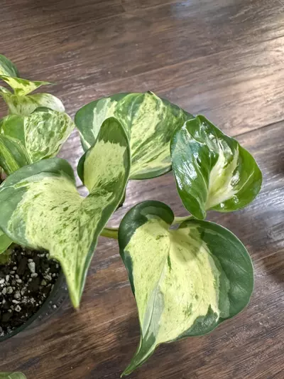 plant/Manjula Pothos plant-2-thumbnail