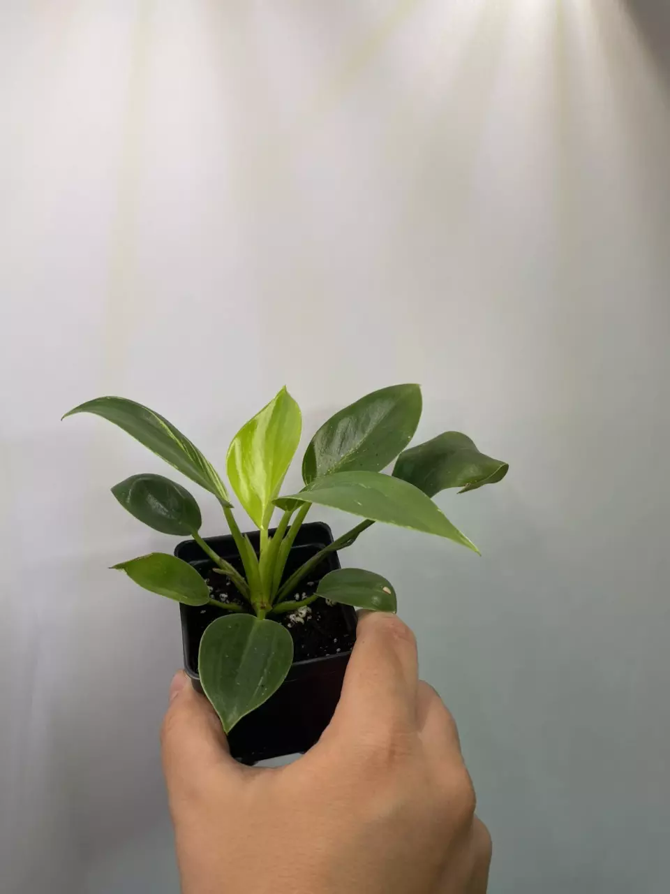 plant/Philodendron Birkin-1