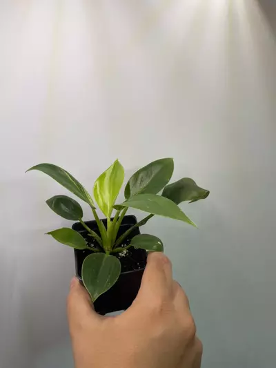 plant/Philodendron Birkin-1-thumbnail