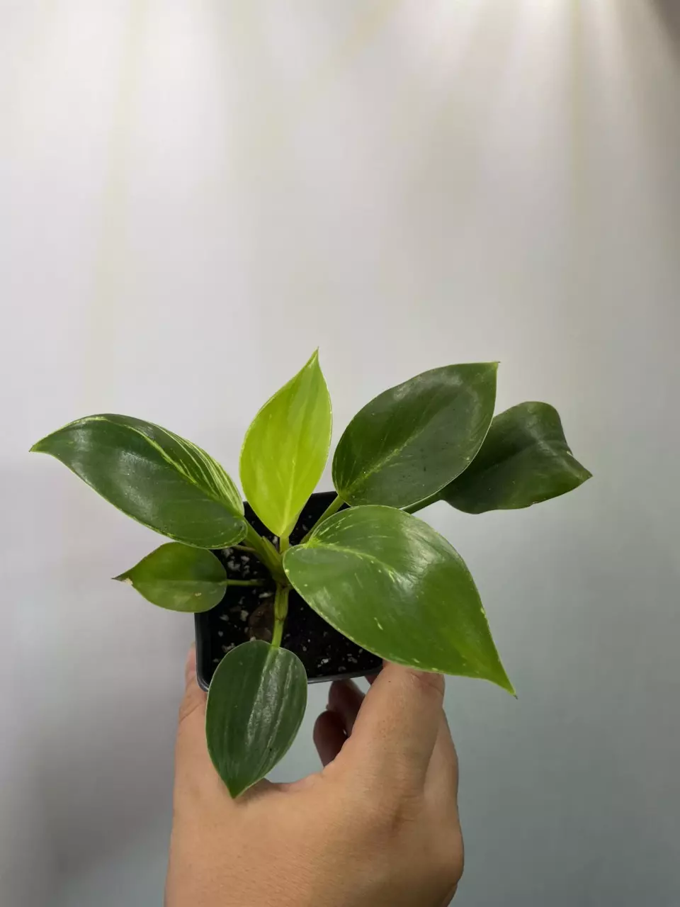 plant/Philodendron Birkin-0