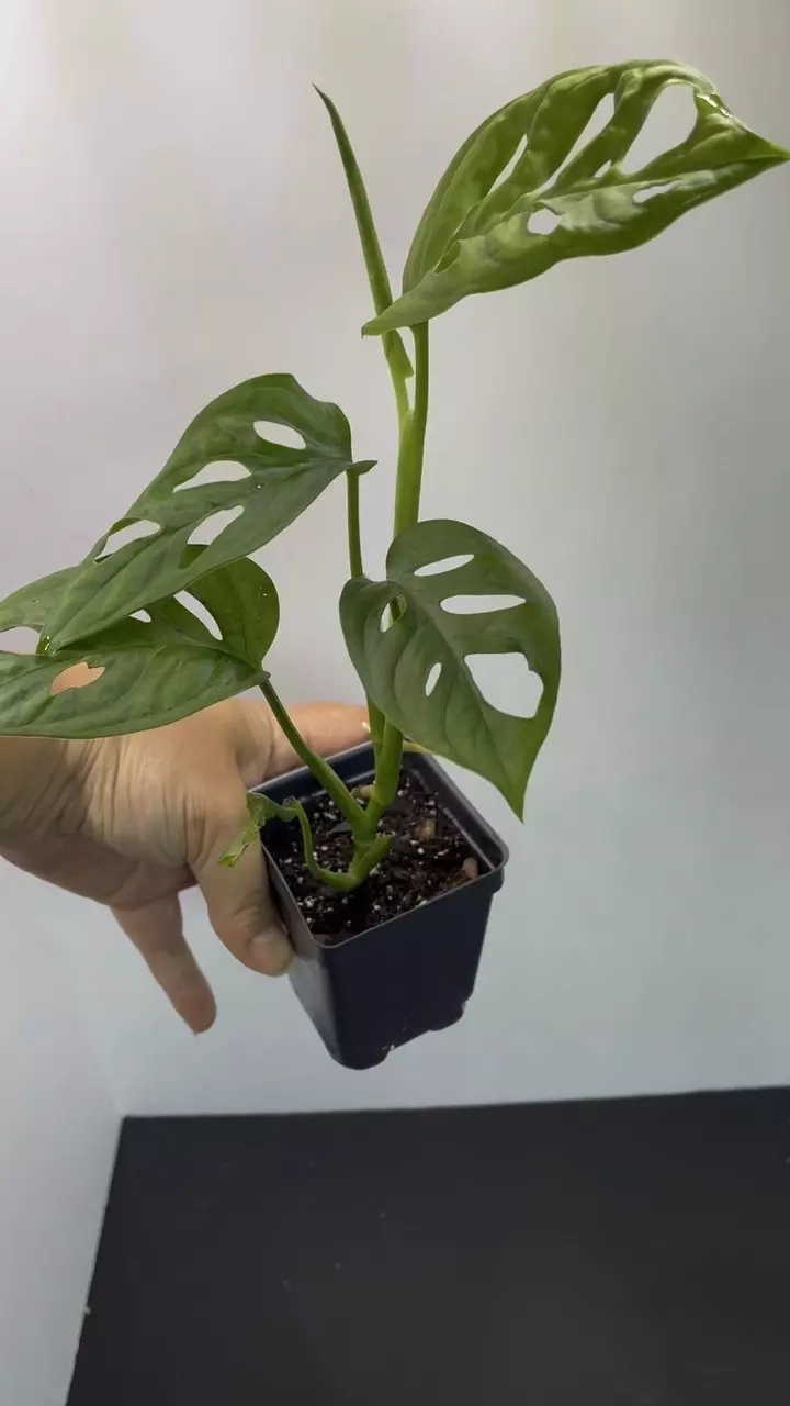 plant/Monstera Adonsonii | Swiss cheese plant-2