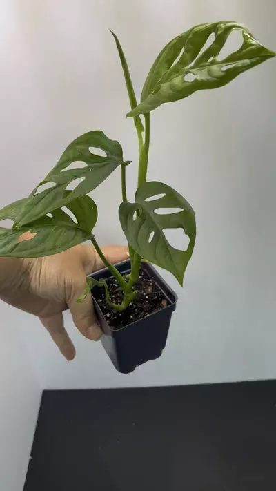 plant/Monstera Adonsonii | Swiss cheese plant-2-thumbnail