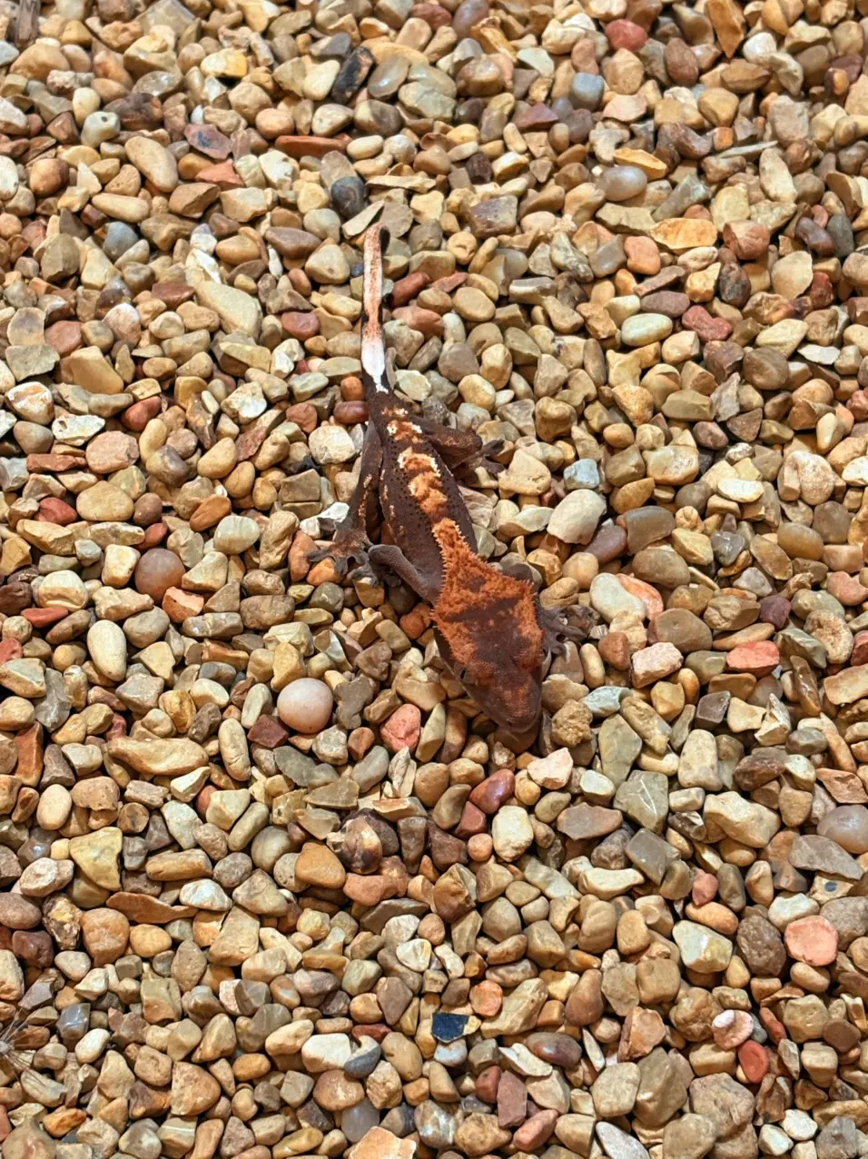 plant/Molten Drizzle-0