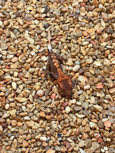 plant/Molten Drizzle-0-thumbnail