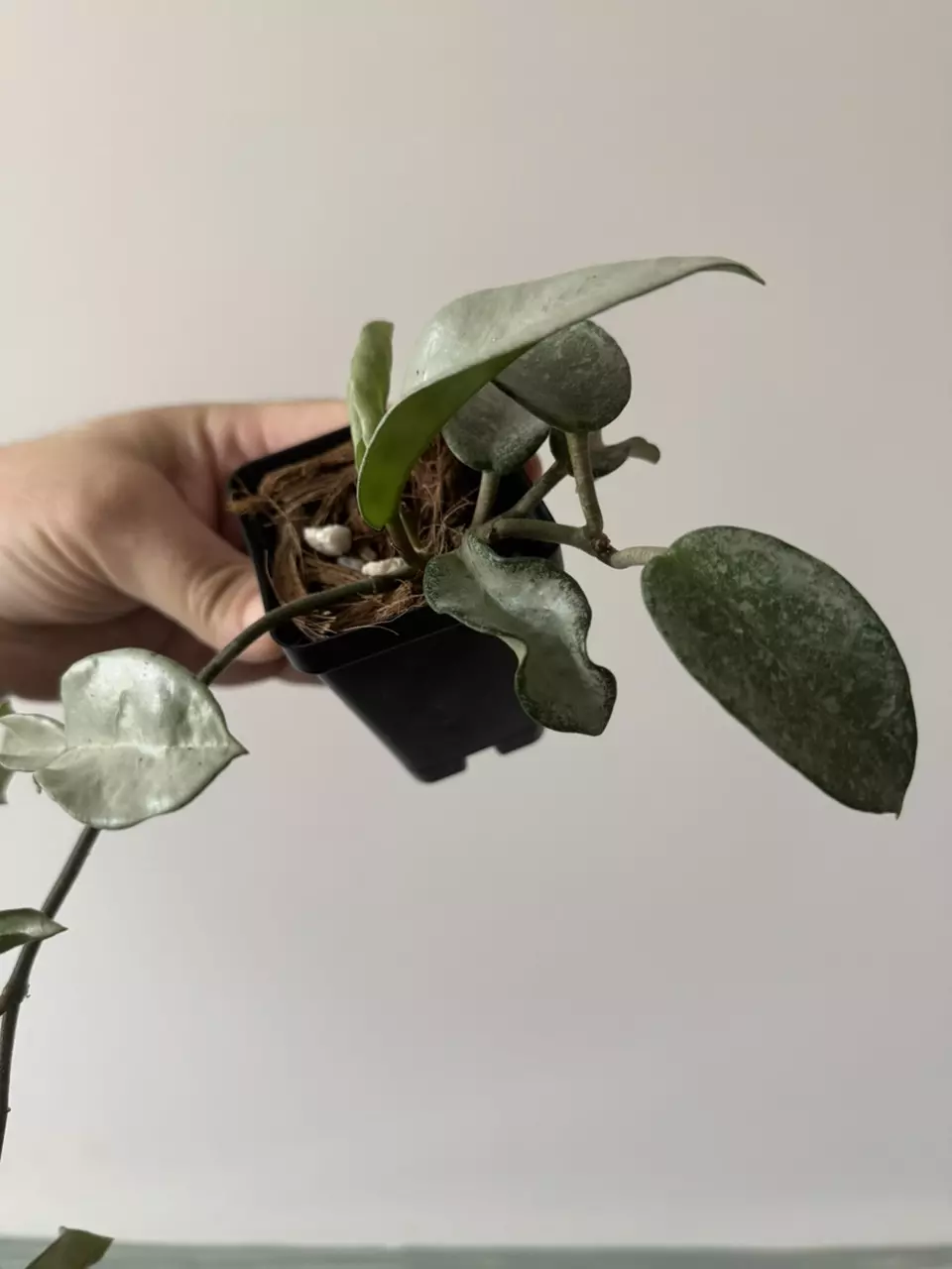 plant/Hoya Nova Ghost-1