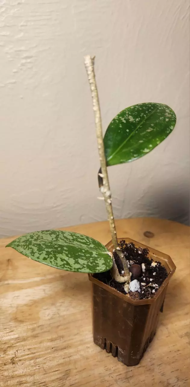 plant/#19 Hoya Verticillata Splash-1
