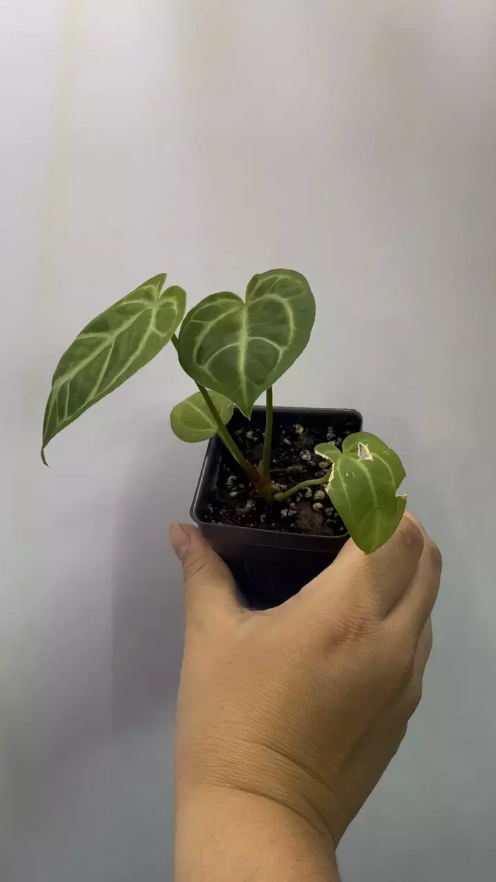 plant/Anthurium NoID-2