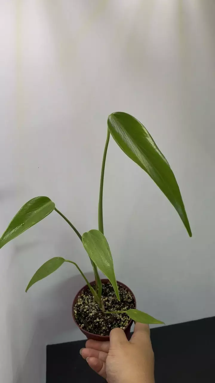 plant/Monstera Burle Marx Flame-2