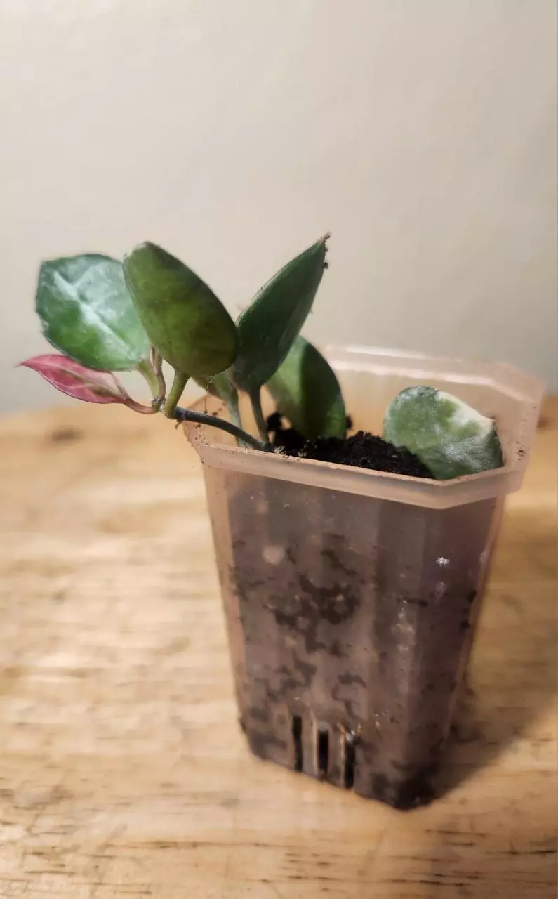 plant/#20 Hoya Lacunosa 'Asami Clone 2'-2