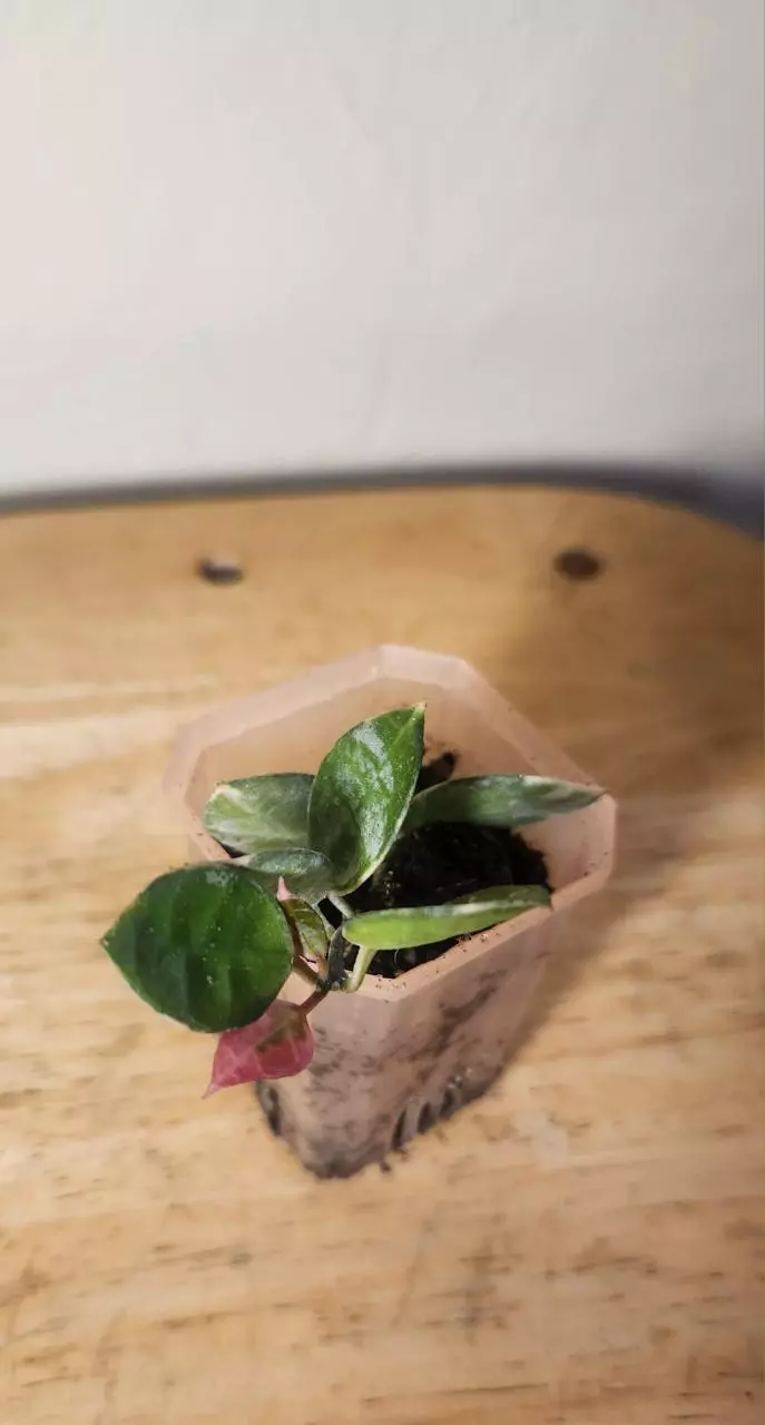 plant/#20 Hoya Lacunosa 'Asami Clone 2'-1