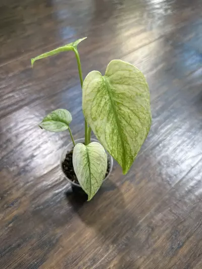 plant/Monstera Mint plant-0-thumbnail