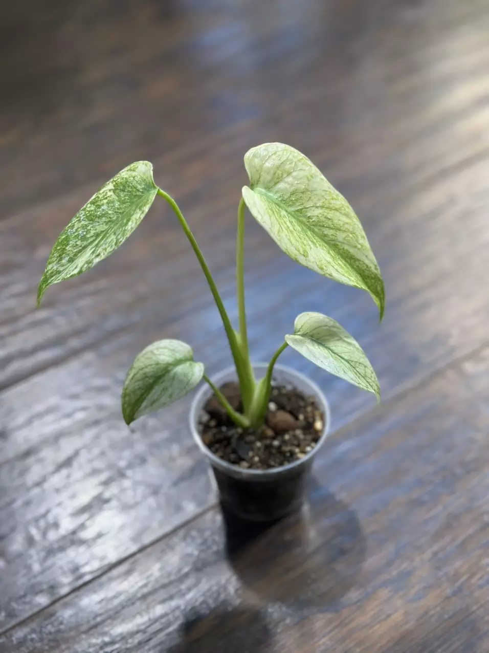 plant/Monstera Mint plant-2