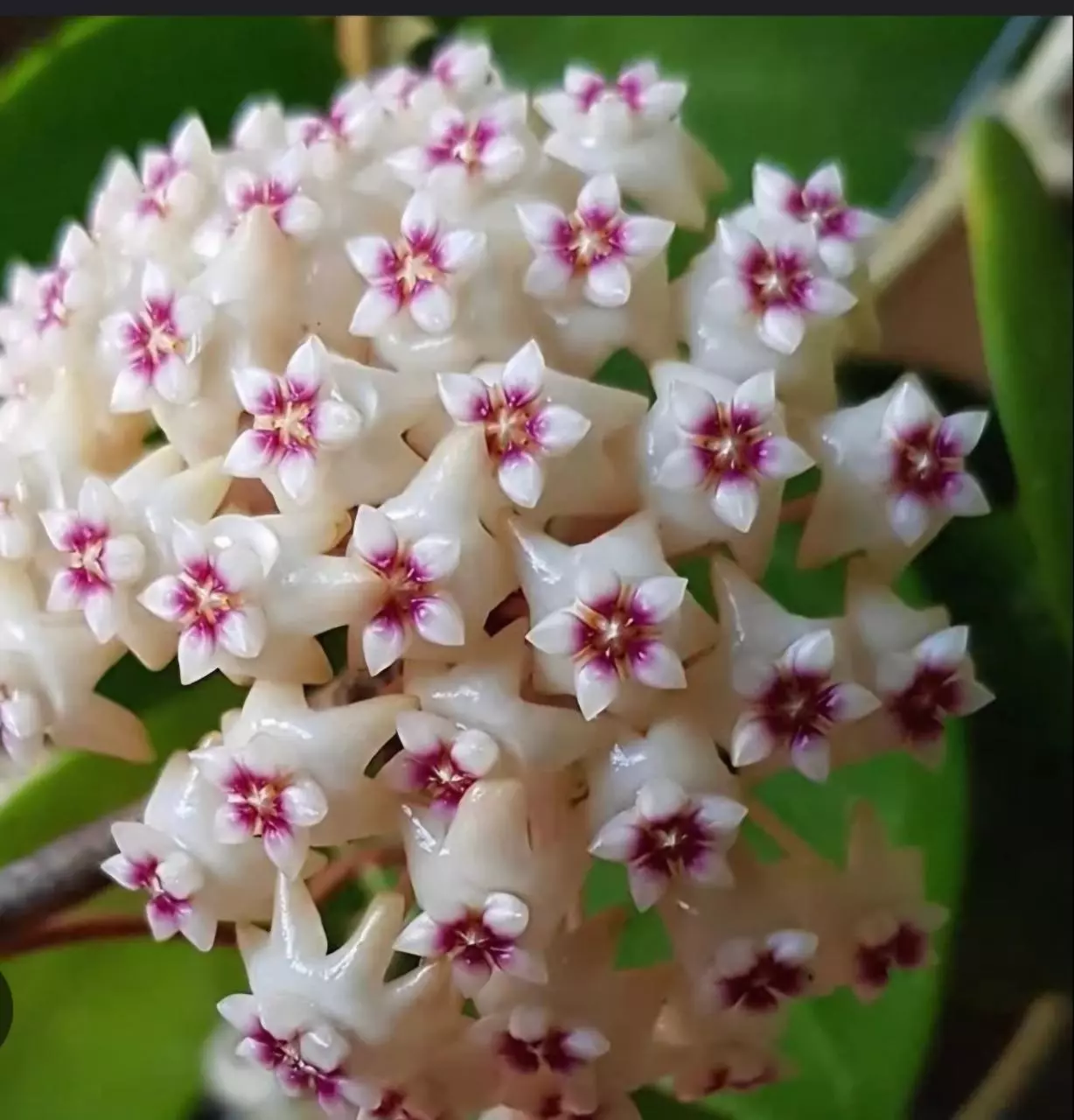 plant/#19 Hoya Verticillata Splash-3