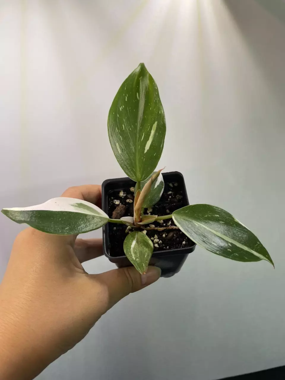 plant/Philodendron White Knight-1