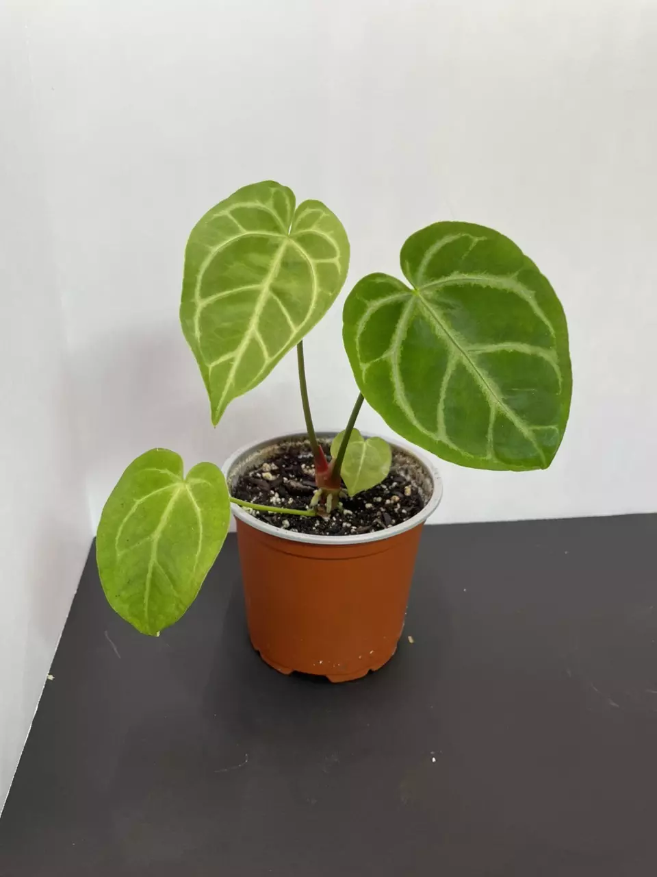 plant/Anthurium NoID-0
